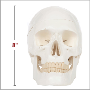 3 Part Human Skull and 8 Part Brain is 8 Inches Tall