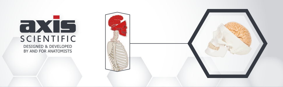 3-Part Human Skull and 8-Part Numbered Brain Model Bundle Header Image