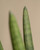Sansevieria