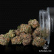 THCa Purple Panty Dropper Indoor Mediums/Smalls