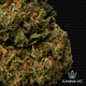 THCa Acapulco Gold (Premium Greenhouse)