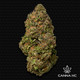 THCa Yerba Fuel (Premium Greenhouse)