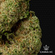 THCa Lemonati (Premium Greenhouse)