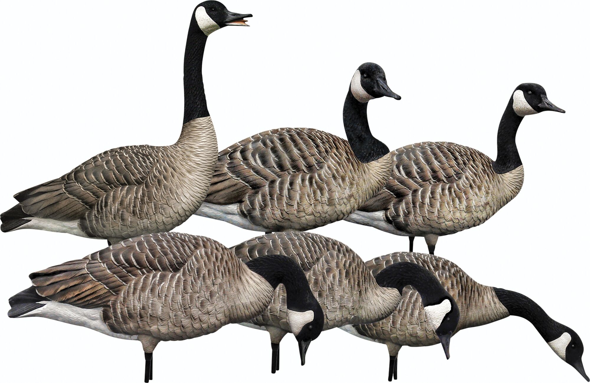 Decoy♡様 6 pk Honkers Fusion Decoys | Avian-X | Princess Auto