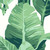 Pacifico Palm Wallpaper by Nathan Turner, Ivory