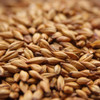 Weyermann CaraRed Malt, CaraRed Malt, Weyermann Brewing Malt