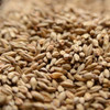 Briess Dark Munich Malt - 50 Lb