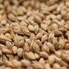 Weyermann Bohemian Pilsner Malt - 1 Oz