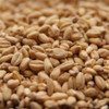 Briess White Wheat Malt - 1 Oz