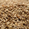 Briess Carapils - 5 Lb