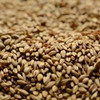 Briess Aromatic Munich Malt 20L - 50 Lb (SO)