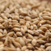Avangard Pilsner Malt, Avangard Pilsen Malt, Avangard