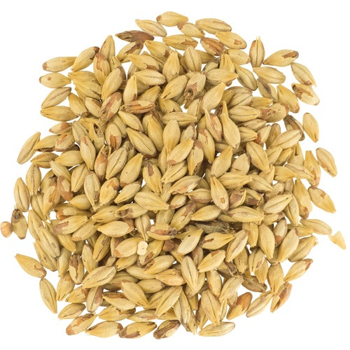 Dingemans Biscuit Malt - 1 Lb, Yeast, Brewing Malt