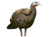 Avian-X LCD Breeder Hen Turkey Decoy