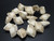 30x20x16mm White Magnesite Shell Beads 15.5" [t480w]