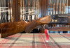 Caesar Guerini Tempio LTD 28 gauge 189625 Caesar Guerini Tempio LTD 28 gauge 189625