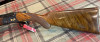 Caesar Guerini Tempio LTD 28 gauge 189625 Caesar Guerini Tempio LTD 28 gauge 189625