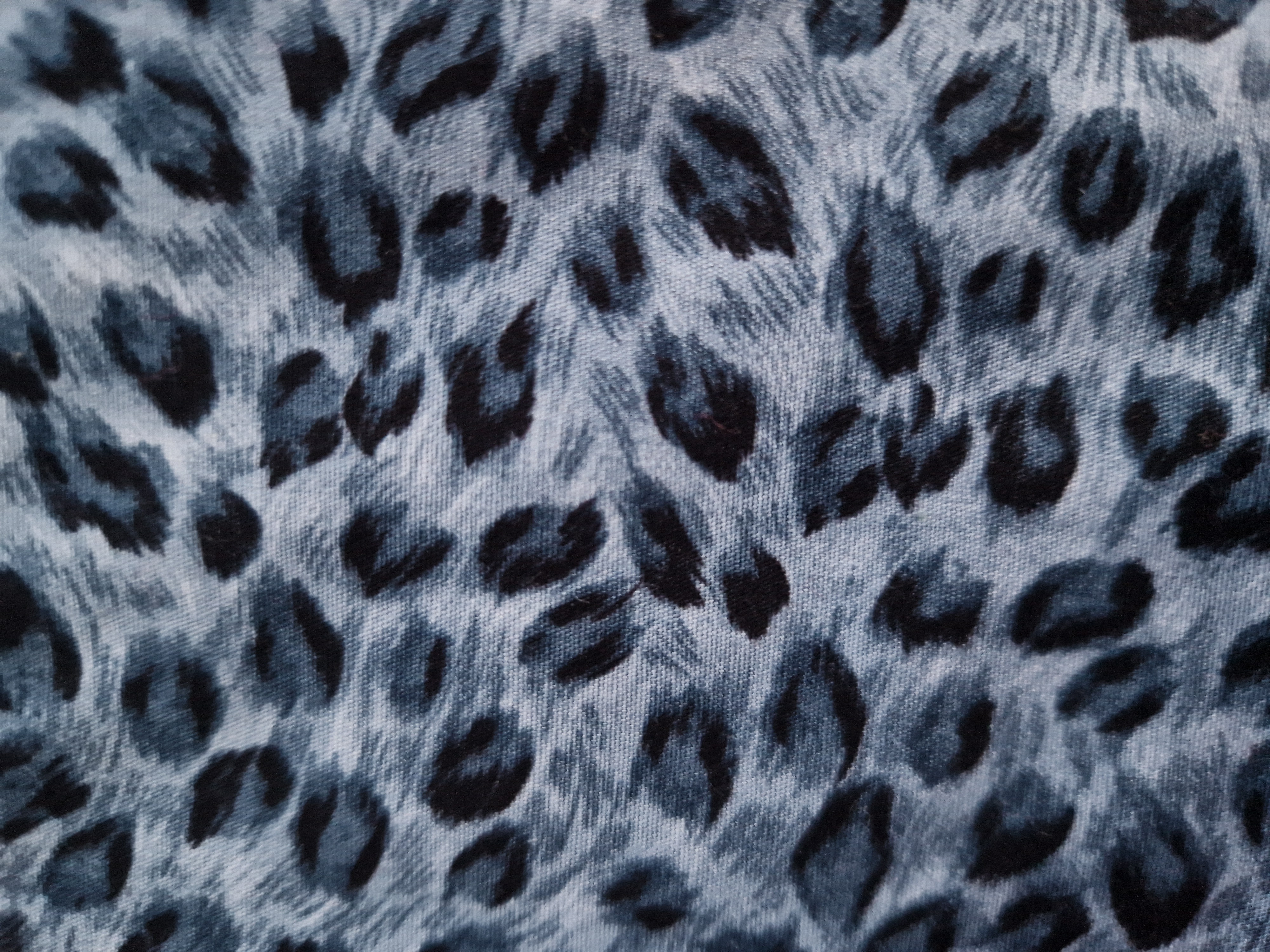 blue-leopard-portrait-.jpg