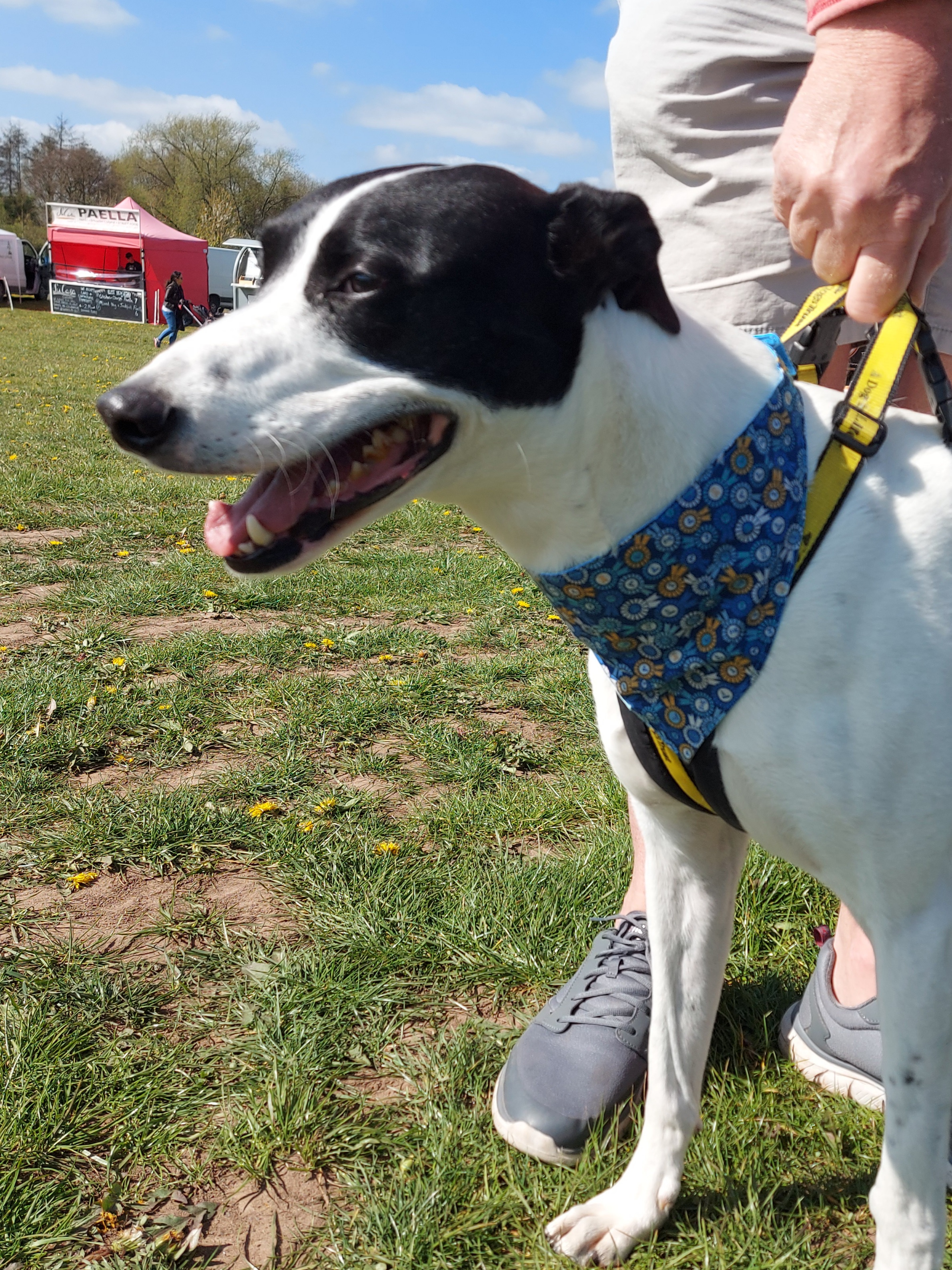 blue-rosette-dog-photo-1-.jpg