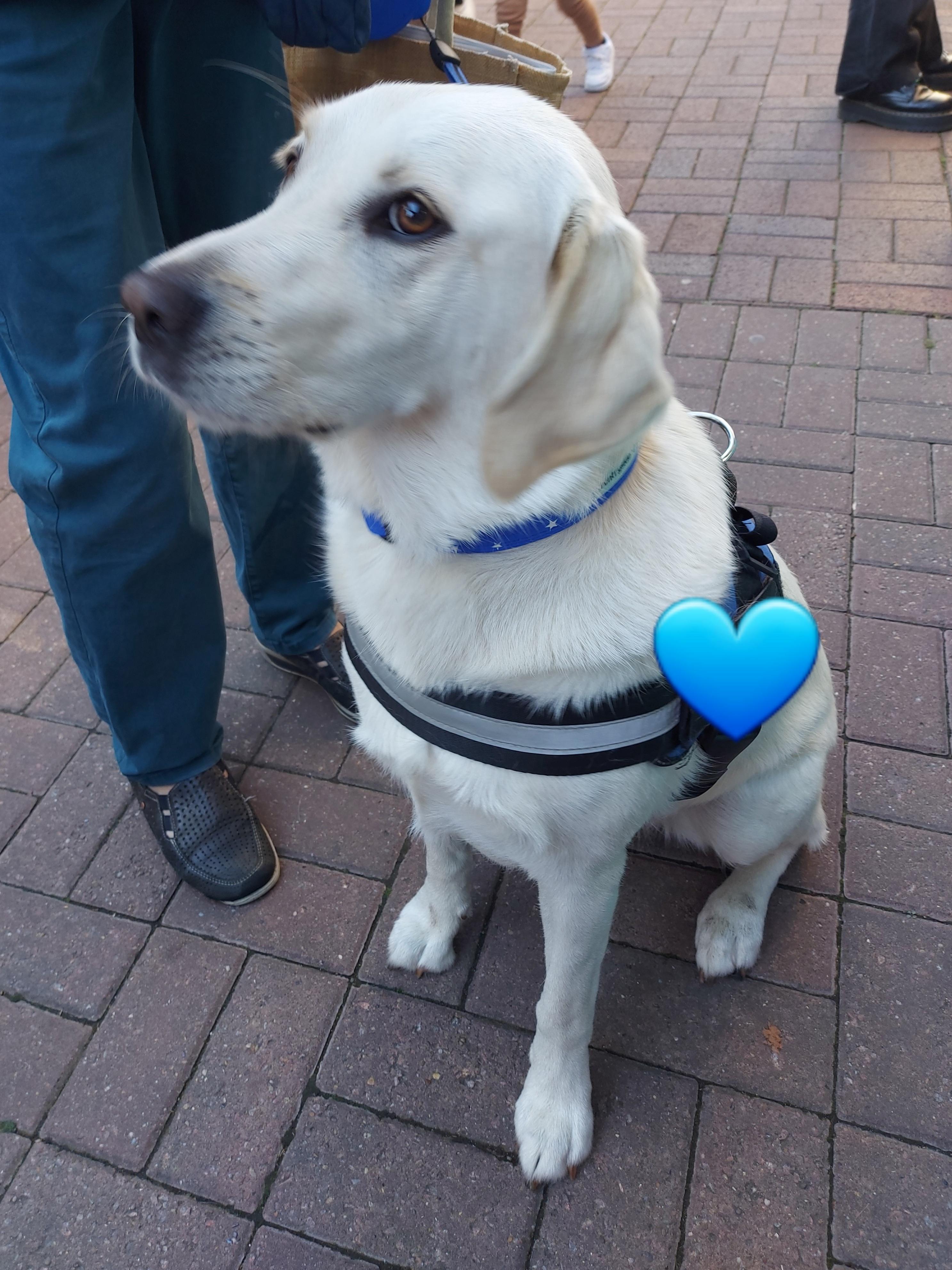 blue-stars-dog-collar.jpg