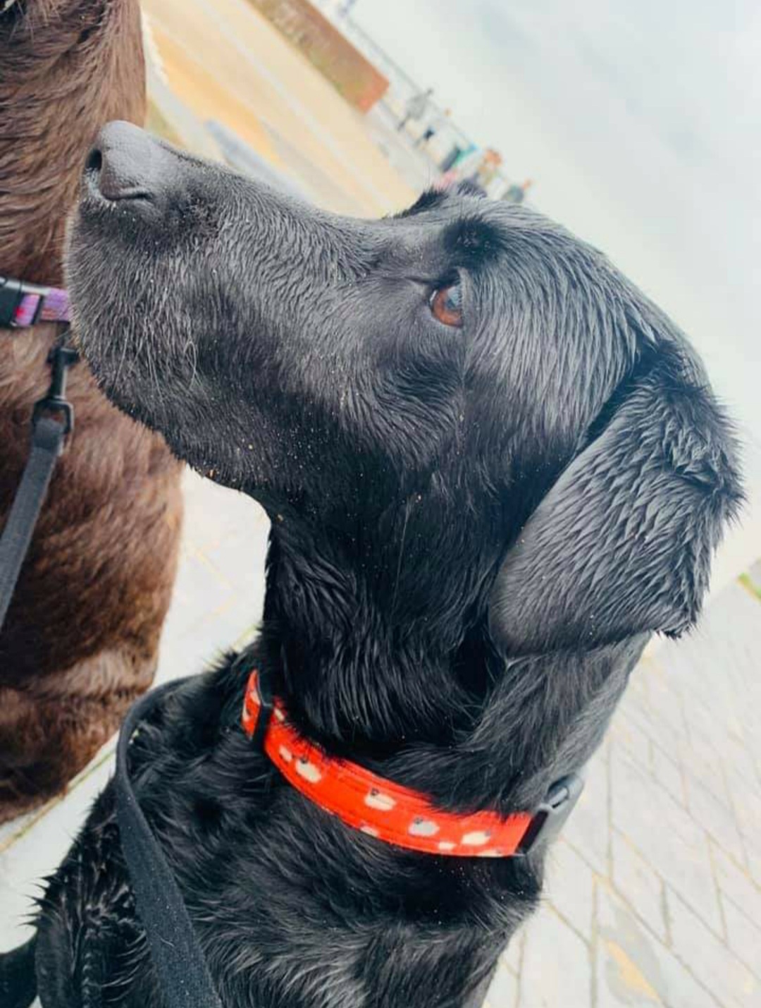 coral-sheep-collar-dog.jpg