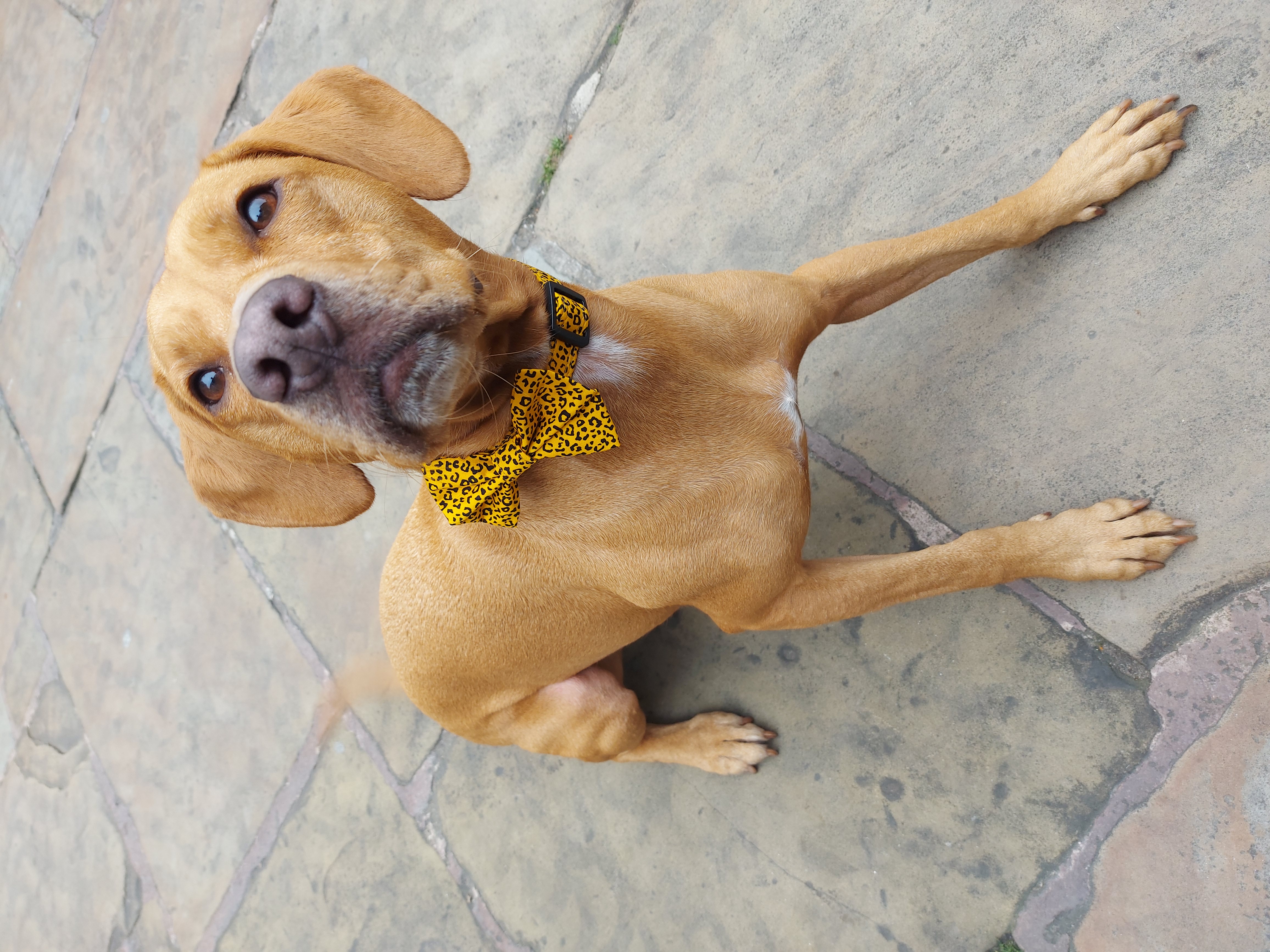 gold-leopard-dog.jpg