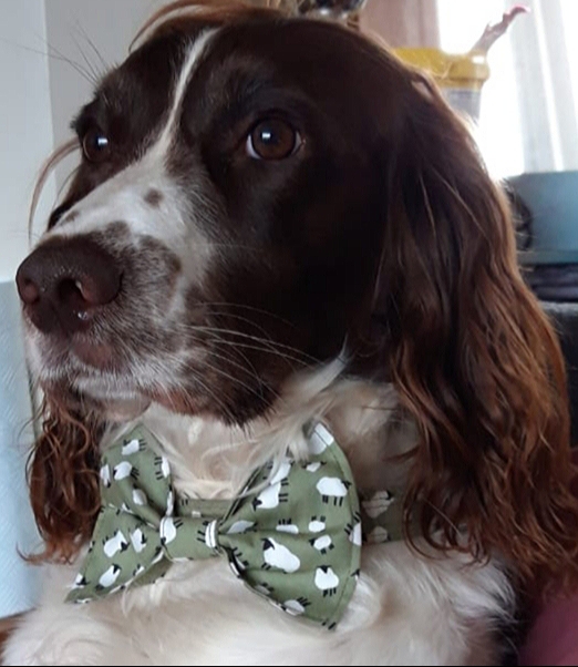 green-sheep-bow-tie-dog-2.jpg