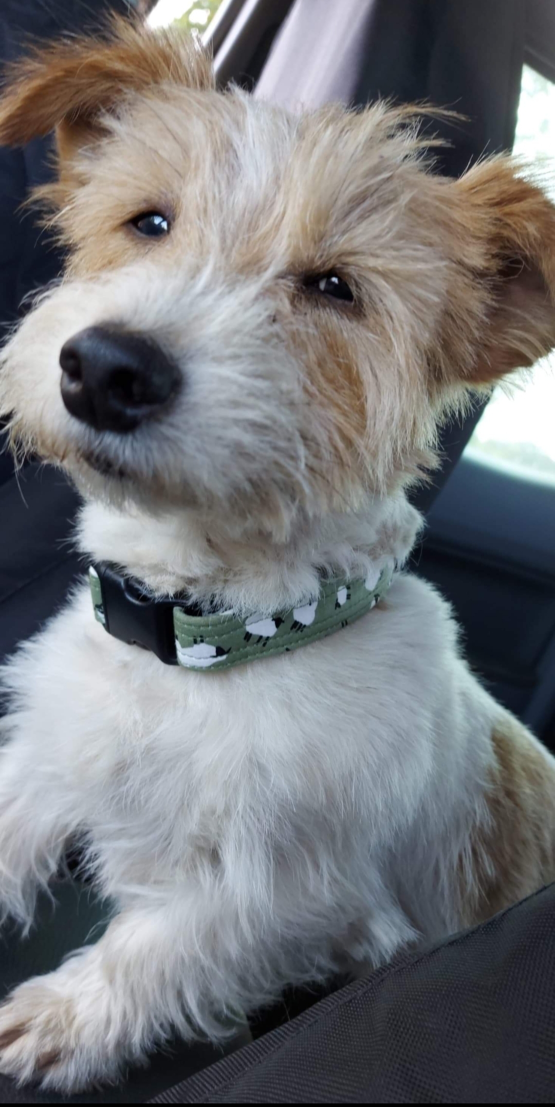 green-sheep-collar-dog-1.jpg