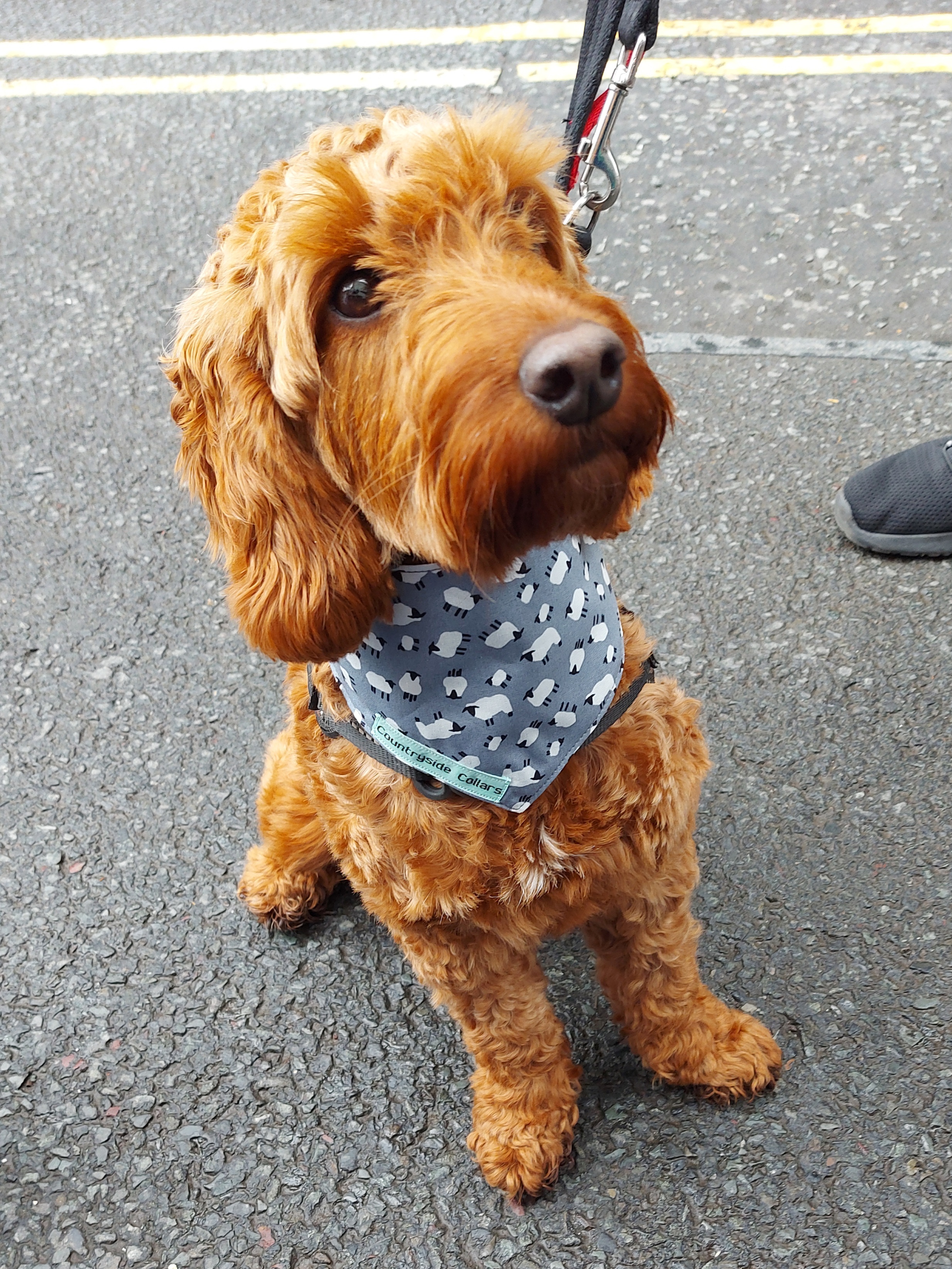 grey-sheep-bandana.jpg