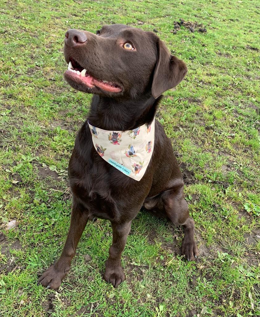 horse-bandana-dog.jpg