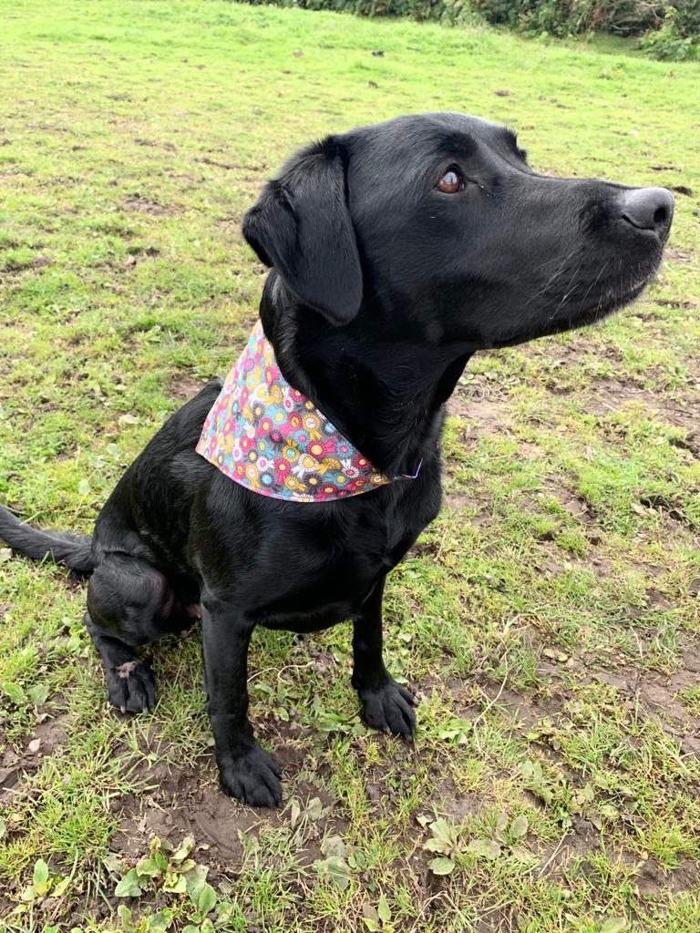 multi-rosette-bandana-dog-1.jpg