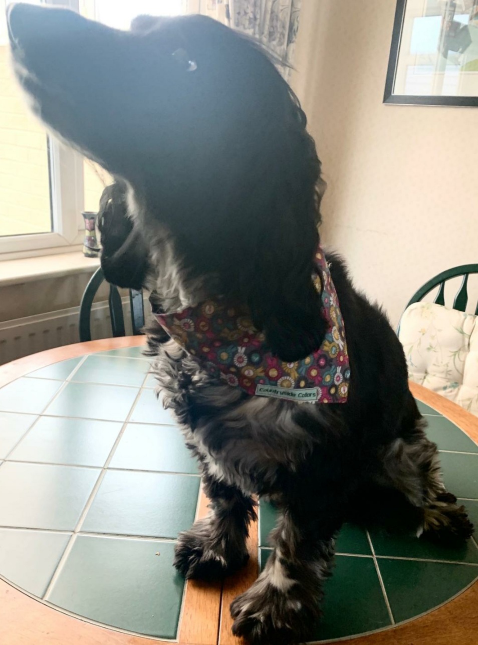 multi-rosette-bandana-dog-2.jpg