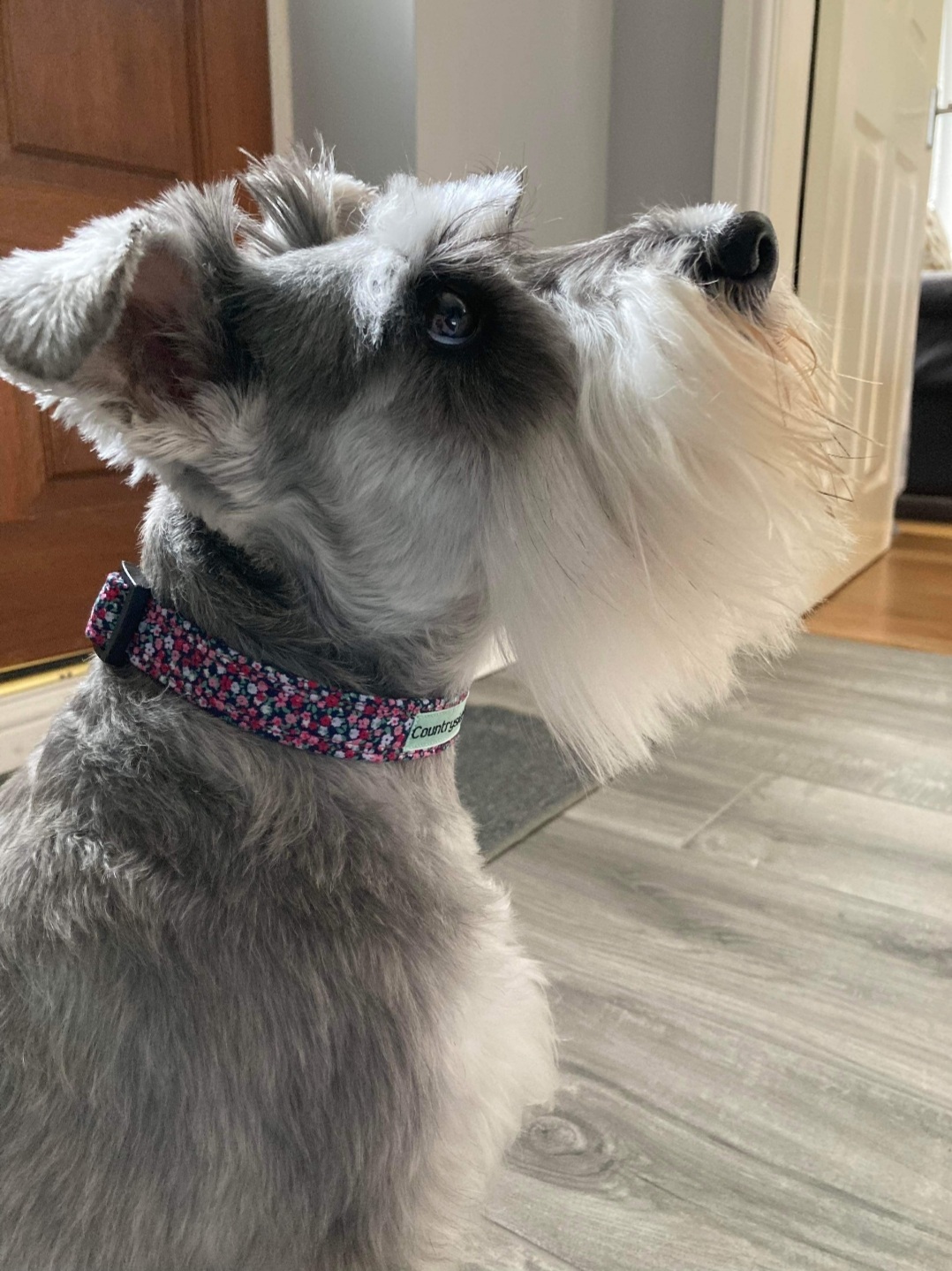 pink-floral-dog-collar.jpg