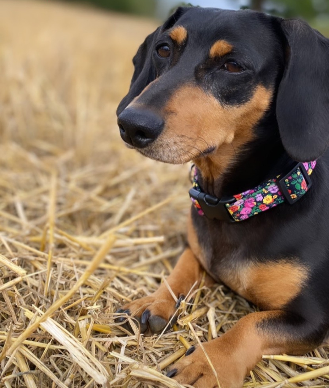 purple-flowers-collar.jpg