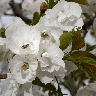 Prunus (Mount Fuji) Japanese Flowering Cherry