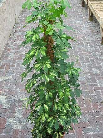 Schefflera arborea Variegata Variegated Umbrella Plant 95cm GGOIP37