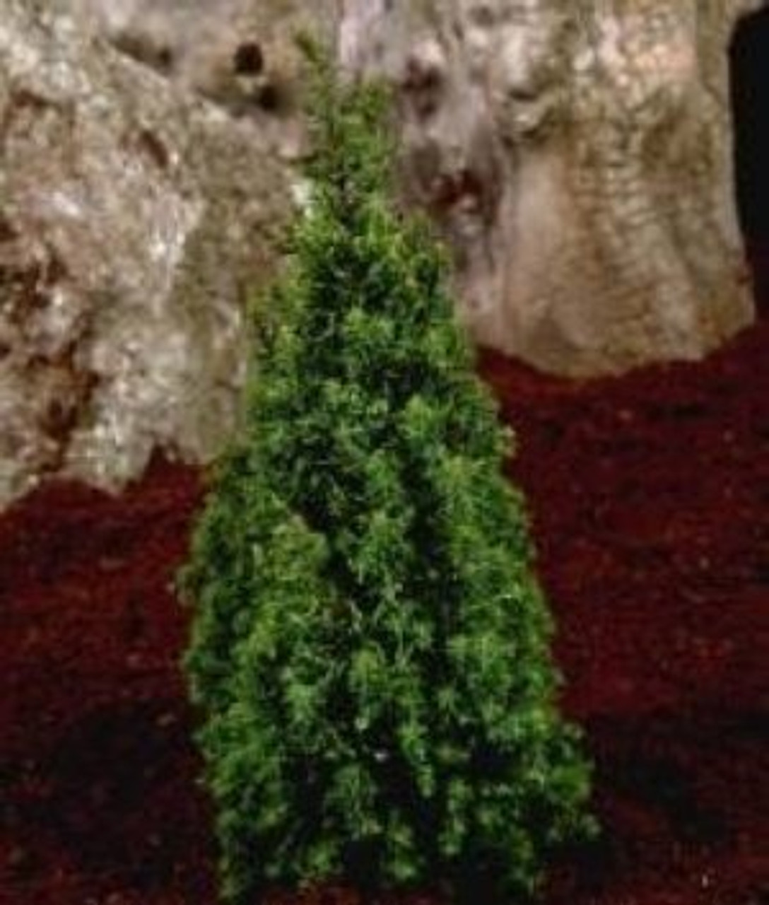 distrikt involveret Canada Chamaecyparis thyoides (Top Point) - Atlantic White Cedar Cypress
