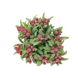 Frosted Red Berry Bunch with Green Leaves