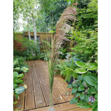 Pampas Spray (112cm) Pampas Spray (112cm)