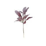 Small Burgundy Glitter Flocked lambs Ear Stem Small Burgundy Glitter Flocked lambs Ear Stem