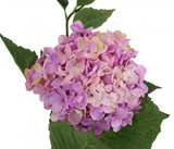 Large Hydrangea Purple & Pink