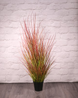 Potted Bronze Stipa Grass (100cm) Potted Bronze Stipa Grass (100cm)