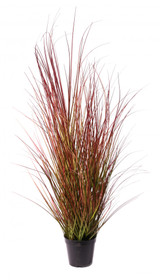 Potted Bronze Stipa Grass (100cm) Potted Bronze Stipa Grass (100cm)