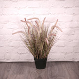 Potted Pennisetum Grass (60cm) Potted Pennisetum Grass (60cm)