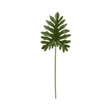 Philo Leaf (60cm)
