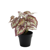 Red Leafed Begonia Potted House Plant (22cm)