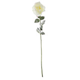 Snowy White English Rose (72cm) Snowy White English Rose (72cm)
