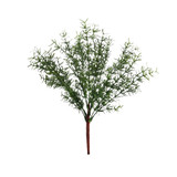 Essential Herb Bush Essential Herb Bush