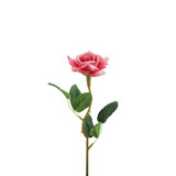 Essential Dark Pink Rose 