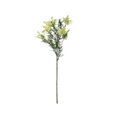 Essential White Broom Bloom 